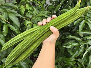 Bonanza Extra Long Angled Luffa Aka Loofah Gourd Heirloom Vegetable Seeds - Etsy