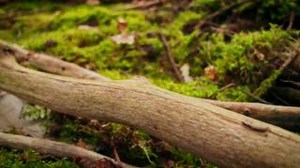 16 reactions | When we took inspiration for our iD Click Ultimate tiles, we replaced the beautiful vulnerability of nature with our TektaniumTM and Rigid Composite Core+ technologies for unparalleled shock resistance and dimension stability. #iDClickUltimate | Tarkett Official | Facebook