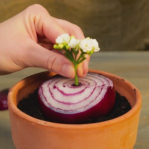 Transform Your Garden: Incredible Tips and Growing Hacks for Plant Lovers | 5-Minute Crafts GIRLY