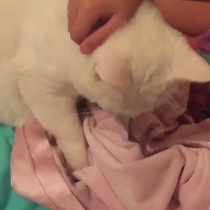 Juliet's House Animal Rescue on Reels