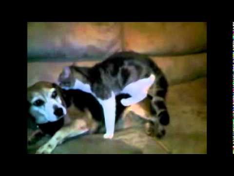 cat humps dog