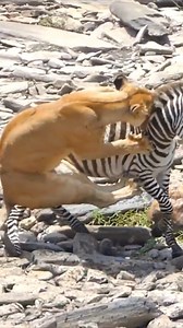 598K views · 6K reactions | park2 #AmaZing #tv #show #girls #SSexy #entertainment #movies #showtime #giadinh #tichcuc #tinhyeu #Jesus #funnyreels #ad #art #food #police #cops #giaitri #Tiktok #reelsinstagram | La risa es la mejor medicina | Facebook