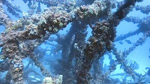 Incredible visibility today at Hog Heaven! | Sea Experience