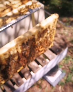 OH BOYS! I love to see a hive with a healthy amount of drones inside it! Just a good sign of a wealthy heathly hive! #urbanbeekeeping #beehive #beekeeper #girlboss #savethebees #adelaide #australia #honeybee #honey #rawhoney #foodporn #bee #mentoringadelaide #queenbee #backyardbeekeeping #rooftop #abeille #miel #ruche #apiculture #beekeeping #pollen #flower #love #beefood #podcast #humansofbeekeeping #supportsmallbusiness #buylocal | Mademoiselle Bee