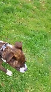 Noggin Update. Noggin is a typical 2 year old Boxer mix; Hard headed and VERY strong. We can only assume from his behavior that he has never had any training or any boundaries set. He started his formal training on Tuesday and has already grown so much! Noggin would do best in a home with children over 10, as he is big and may knock them down while trying to give kisses. He would also be best as the only pet, for now, so he can continue his training with minimal distraction. Noggin will need a f