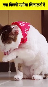 10K views · 18 reactions |  क्या आप जानते हैं? बिल्ली पसीना कहां से...