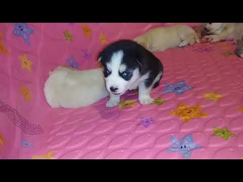 3 week old Pomsky Puppy howling!