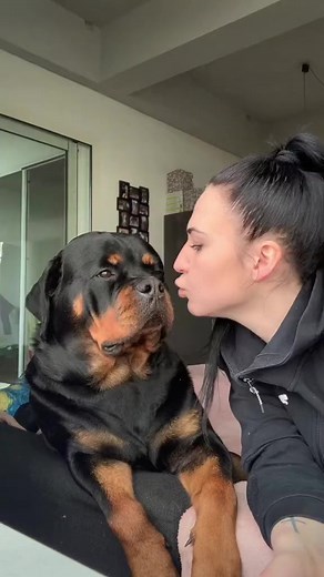 Kiss me more 😍 #rottweiler #kisses | Gangrottie