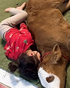 1.3M views · 55K reactions | Little girl has a special bond with her cow ❤️ | Simple Life | Facebook