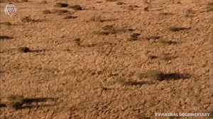 1.4K views · 70 reactions | Is the lion the strongest and most brutal animal? | Vinhbui012 | Facebook