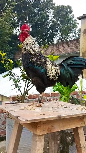 Crowing is a type of singing vocalization produced by chickens. It is believed to be associated with demonstration of territory of power to other males and to attract the attention of females. Although both sexes have the ability to crow, it's typically more common in male chickens (roosters) since the desire to crow is fueled by the presence of testosterone. Dominant roosters will crow more than subordinate roosters and are usually the first to crow in the morning. . The presence of light, circ