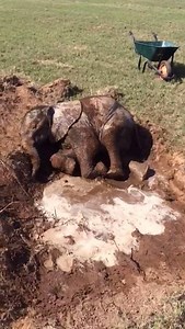 9.4K views · 632 reactions | Amara, our orphaned elephant calf is...