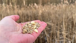A small and cheeky flock of Tufted Titmice visit the Hand of Snacks | Jocelyn Anderson Photography
