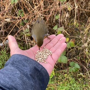 It's currently a very bleak midwinter with a lot of gloomy news around at the moment. So thanks to Darren Skidmore from Northampton, who cheered us up at ITV News Anglia with this video of a robin feeding from his hand at the Summer Leys nature reserve in Northamptonshire. Let us know your own reasons to be cheerful as we leave behind 2020 and head optimistically into 2021. Add them in comments below or you can email your pictures or videos to anglianews@itv.com Thanks | ITV Anglia