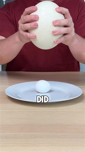 Ostrich Egg DROP TEST! #shorts | Brevitē