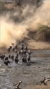 Chaos erupts! Buffalo run, lions strike. Who wins this savanna showdown? #WildlifeDrama #SavannaLife | Oddcat cosplay