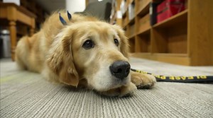 Dogs at the Ottawa courthouse help ease tensions of criminal justice system