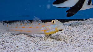 This Orange Spot Goby is doing a wonderful job cleaning the sand bed! Great for keeping the sand nice and fresh in large, mature aquariums | Fishkeeper Coatbridge