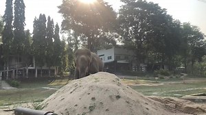 Friends of the Asian Elephant Foundation on Reels