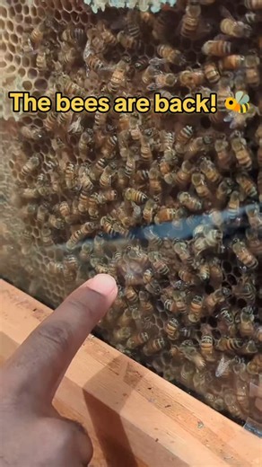 Ma called... The bees are back! 👩🏽‍🌾🐝 #wonderlabsciencemuseum #sciencemuseumwonderlab #wonderlab #bees | WonderLab Museum