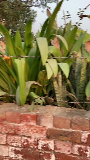 1.3K views · 20 reactions | Bts | Rocky Squad | Facebook