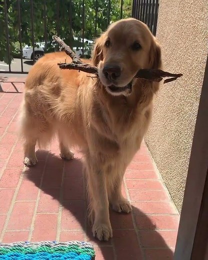 Dog Refuses to Let Go of Stick Before Entering House - 1204790