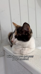 75K views · 3.3K reactions | Skittles has a little attitude today… #fluffyfeatherfarm #catitude #kitten #cat #overit | Fluffy Feather Farm | Facebook