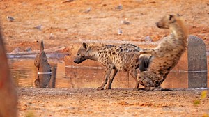 Hyena passes out after mating with an older female