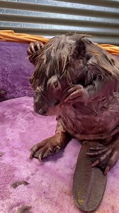 When swim lesson is complete for the #beaver The front bang style is a must. Do you #coexist with beavers? If so drop your comment below 🏆🦫 This patient has been extremely time consuming! Beaver rehabilitation is a lot of work! No wonder they stay with their parents for two years learning to be a beaver. wildsoulswildliferescuerehab.org PayPal.me/wildsouls | Wild Souls Wildlife Rescue and Rehab