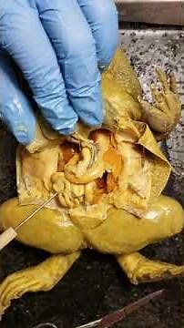 Dissection 2 - Female Frog