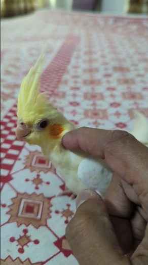 Cockatiel lutino Red eye #birdlovers #cockatiel #parrot #lutinocockatiel #birds #birdtrend