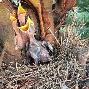 30K views · 1.6K reactions | Myna Bird Parents Feed Their Hungry Chicks! | Review All Birds | Facebook