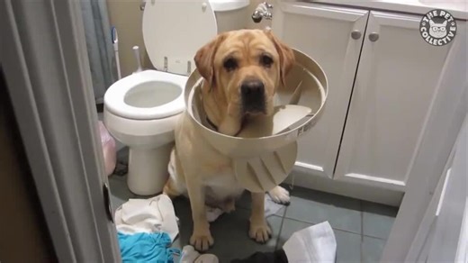 Dirty Dogs Video Compilation