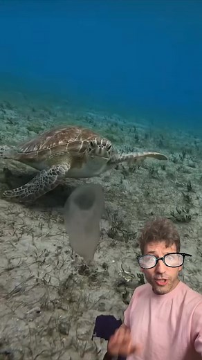 imagine a turtle with such teeth 🤯😳 #reels #nature #facts #explore