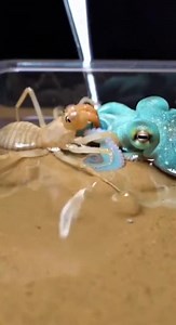 Two creatures from completely different worlds cross paths in a rare moment. This video explores how instinct and curiosity appear when species meet outside their natural zones. Created for awareness and learning. No graphic content.#LandVsSea #RareEncounter #SpiderLife #OctopusWorld #WildlifeClip #NatureExplore #AnimalInstincts #ShortNature #SafeContent | SpiderVerse Wild