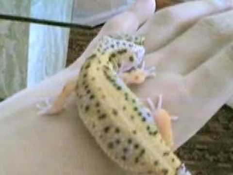Leopard Gecko Color Change