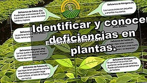 Cómo Corregir Una Deficiencia De Nitrógeno En El Jardín 🌿 Todo Sobre Jardinería Y Diseño De Jardines - 2025