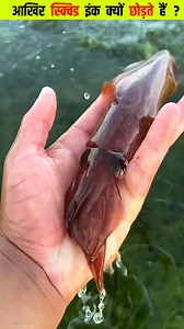 605K views · 4.1K reactions | आखिर स्क्विड इंक क्यों छोड़ते हैं?  Most Interesting Facts in Hindi #reels #viral #trending #Amazing | Act on Fact | Facebook