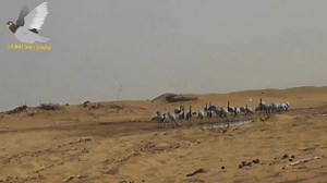 10K views · 475 reactions | Hunting videos | Hunting in Pakistan | Facebook