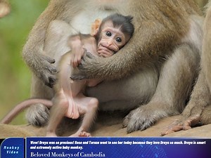 Wow! Draya was so precious! Rose and Teraza went to see her today because they love Draya so much. Draya is smart and extremely active baby monkey.🥰😍 #monkey #video #love #animals #photography #nature #fun #animal #monkeys #film #wildlife #naturephotography #belovedmonkeyofcambodia | Beloved Monkeys Of Cambodia