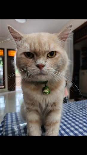 mikha imochi on TikTok