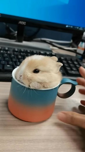210K views · 9K reactions | Who doesn't have a teacup rabbit?  | Rabbit Lovers | Facebook
