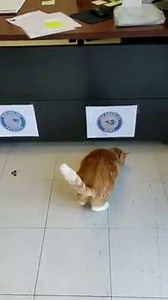 23 reactions | Super Bowl 53 Prediction.. See who Larry has predicted to win the Super Bowl!! | Humane Society of Warren County | Facebook