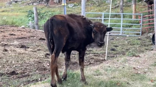 FREE RANGE FRIDAY! Never a dull moment on the farm, this guy decided he wanted to really see if the grass was greener on the other side. | Yankee Farmer's Market