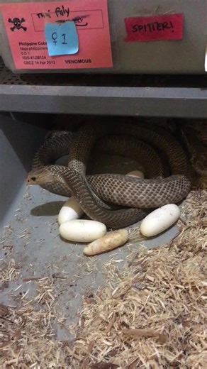 2.7K views · 35 reactions | Female Philippine cobra ( Naja philippinensis) started laying eggs today at KRZ. | Kentucky Reptile Zoo | Facebook