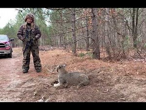 HUGE & MEAN Wisconsin Bobcat!!