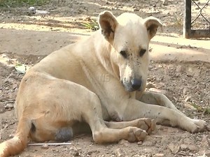 Ballu is stronger dog then other Male Dog! | Us Content