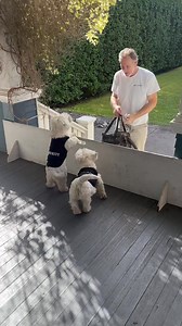 48K views · 2.6K reactions | Security Detail decided to let Papa pass but only if Piper and Pickles were showered with kisses  ❤️ #funnydogsofinstagram #westhighlandterrier #westies #westielove #lovemydog #westhighlandwhiteterrier #funnydogs #westhighlandterriers | The Piper Chronicles | Facebook