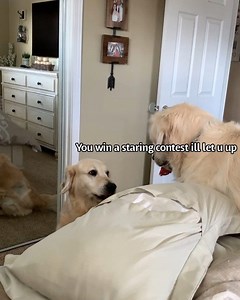 779K views · 28K reactions | I won fair and square. No beds for you Buddy! . Featuring @buddypup13 | Charlie The Golden | Facebook
