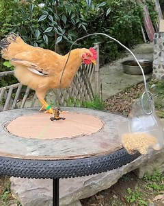 2.2K views | Genius idea to make your chicken exercise!  | PittBulls | Facebook